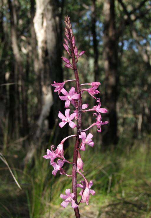 Imagem de Dipodium roseum D. L. Jones & M. A. Clem.