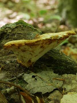 Image de Bresadolia craterella (Berk. & M. A. Curtis) Audet