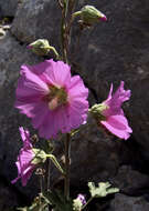 Image de Alcea dissecta (Baker) Zoh.