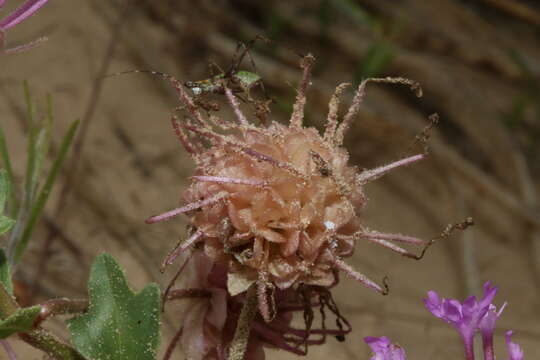 Image of large-fruited sand verbena