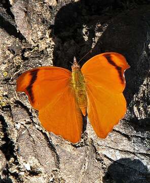 Image de Temenis laothoe meridionalis Ebert 1965