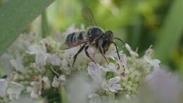 Image of Petulant Leaf-cutter Bee