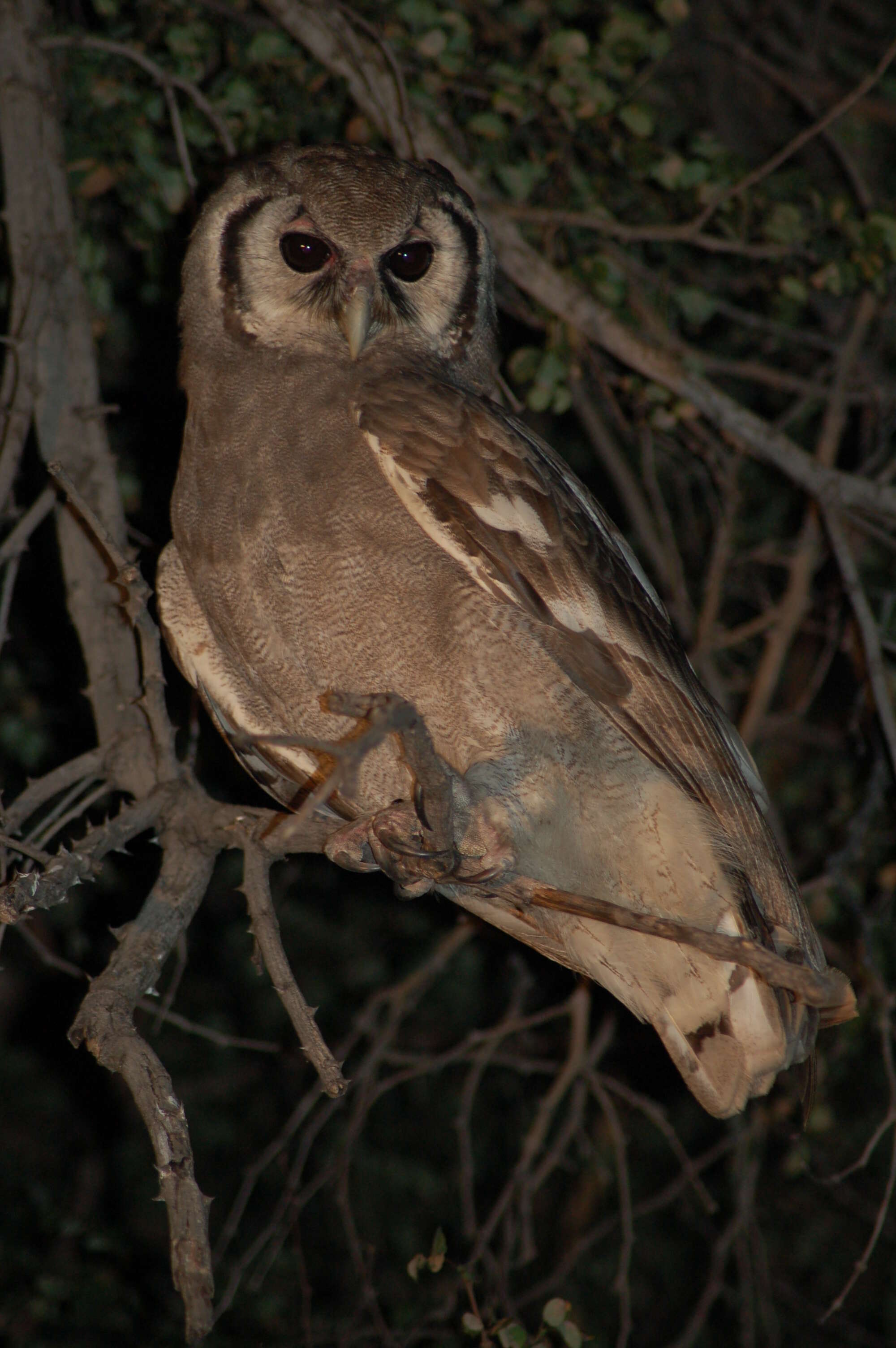 Bubo lacteus (Temminck 1820)的圖片