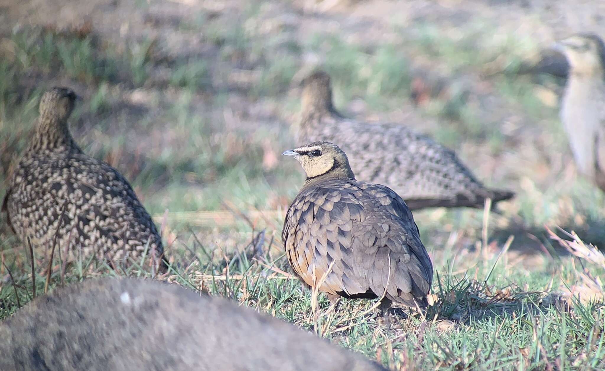 Image of Yellow-throated Sandgrouse