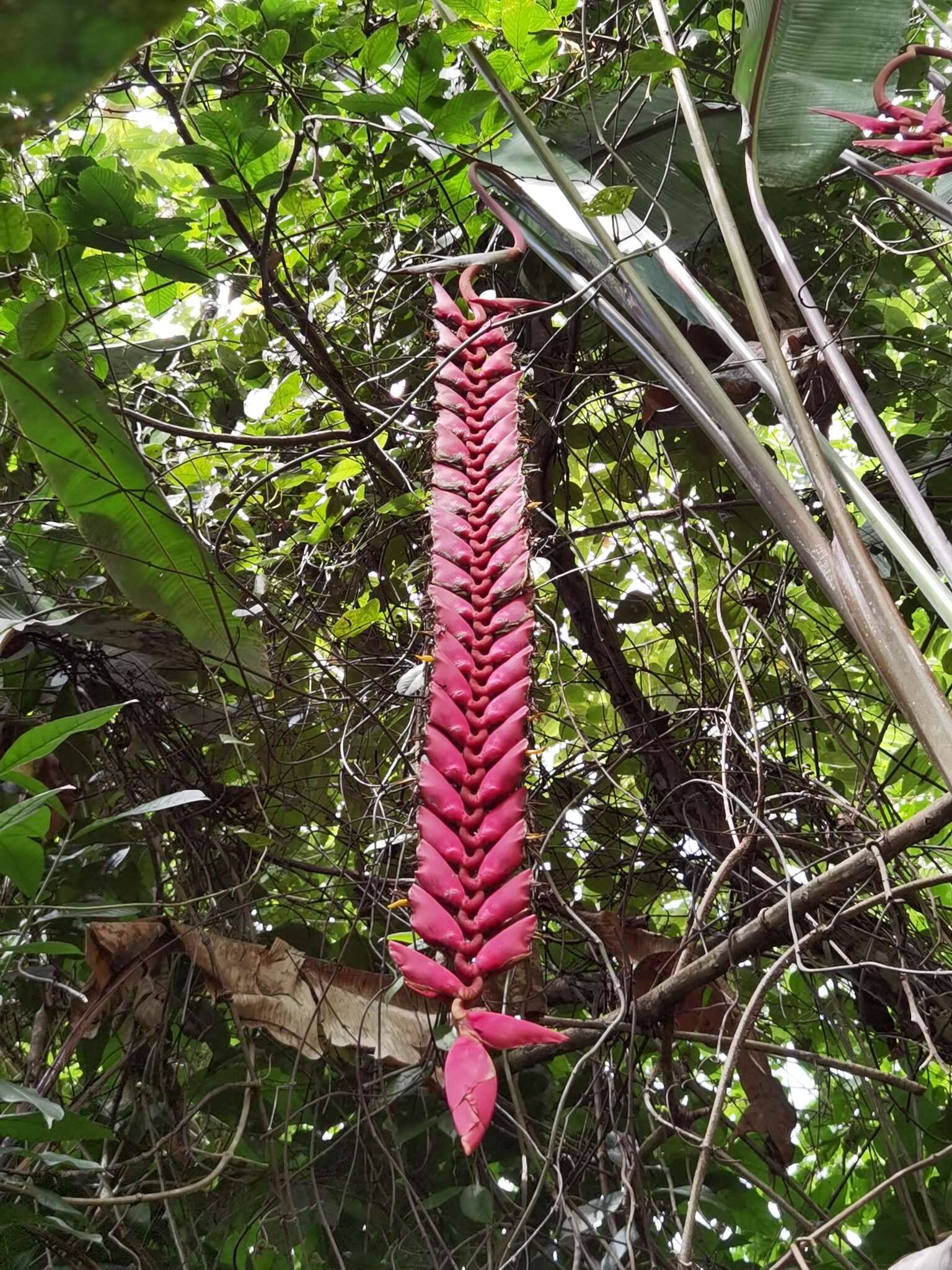 Image of Heliconia stilesii W. J. Kress