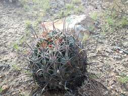 Image of Sclerocactus uncinatus subsp. crassihamatus (F. A. C. Weber) N. P. Taylor