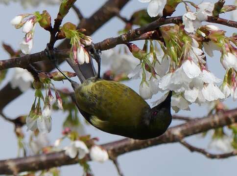 صورة Anthornis melanura melanura (Sparrman 1786)