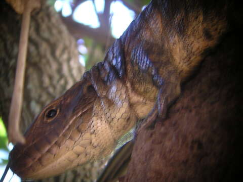 Image of Paraguay Caiman Lizard