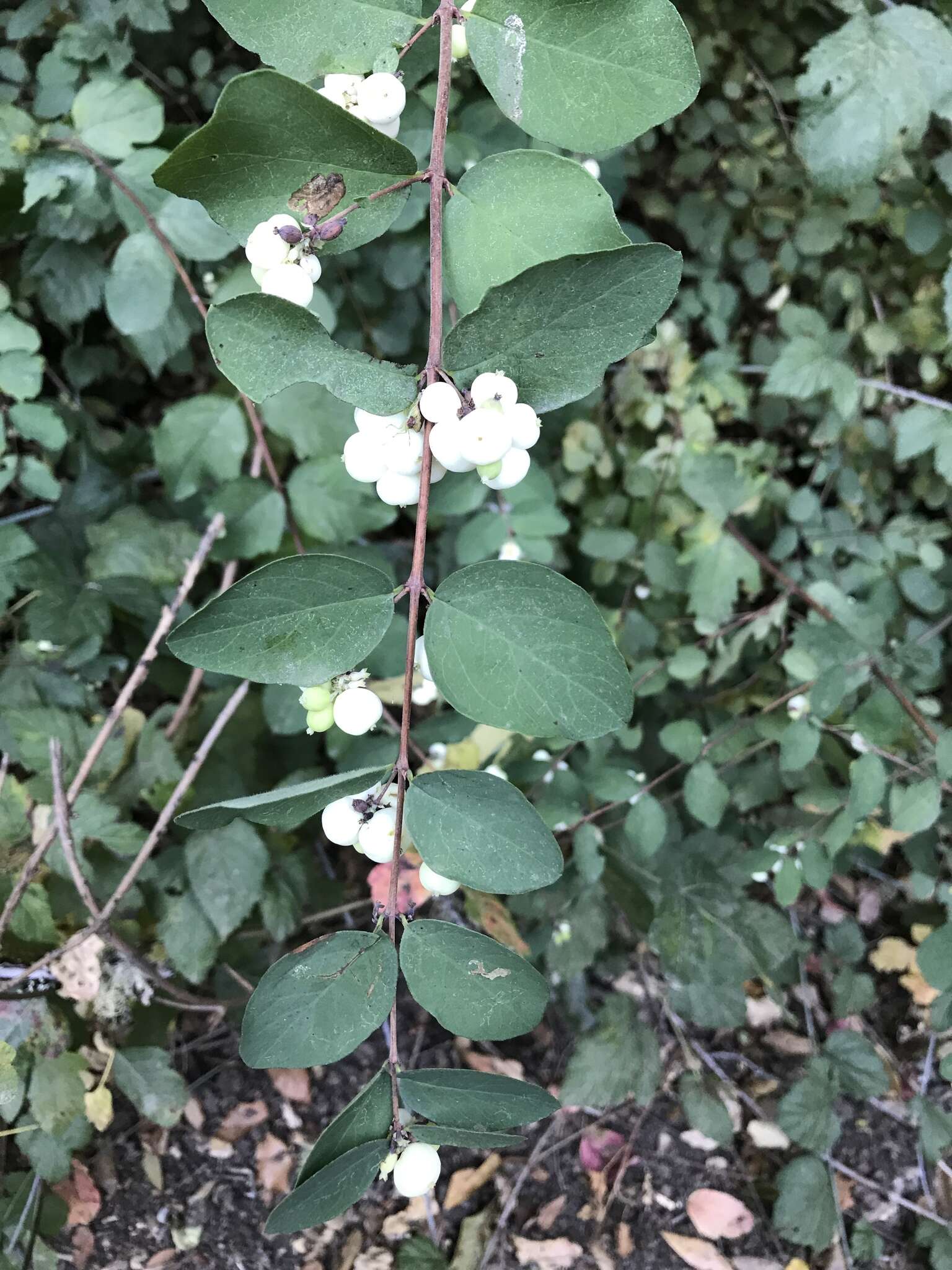 Image of creeping snowberry