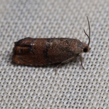 Image of Filbertworm Moth