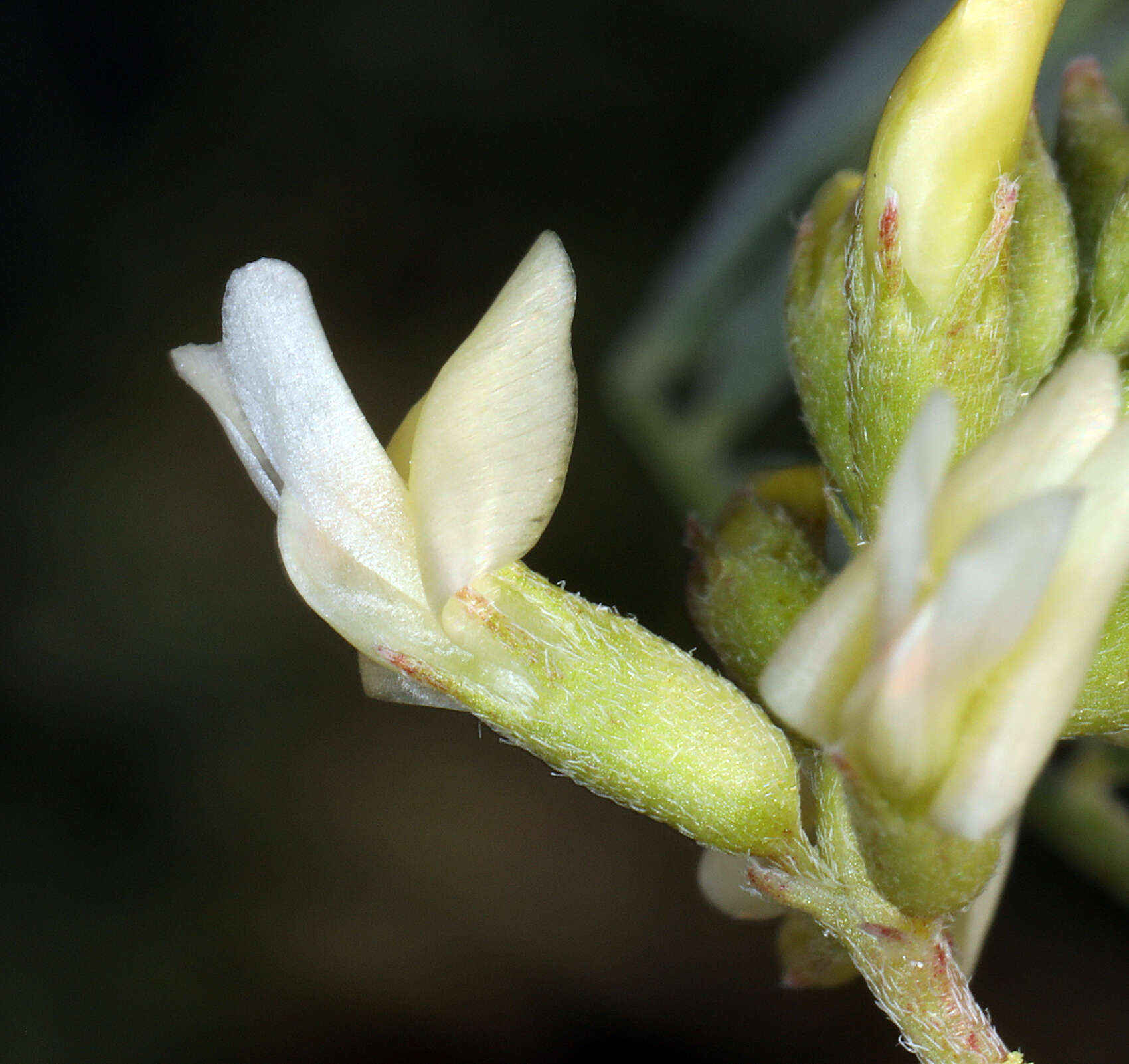 Image of northern freckled milkvetch