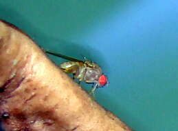 Image of fruit fly