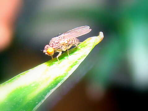 Image of Pomace fly