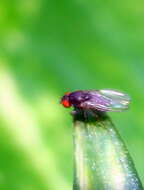 Image of Pomace fly