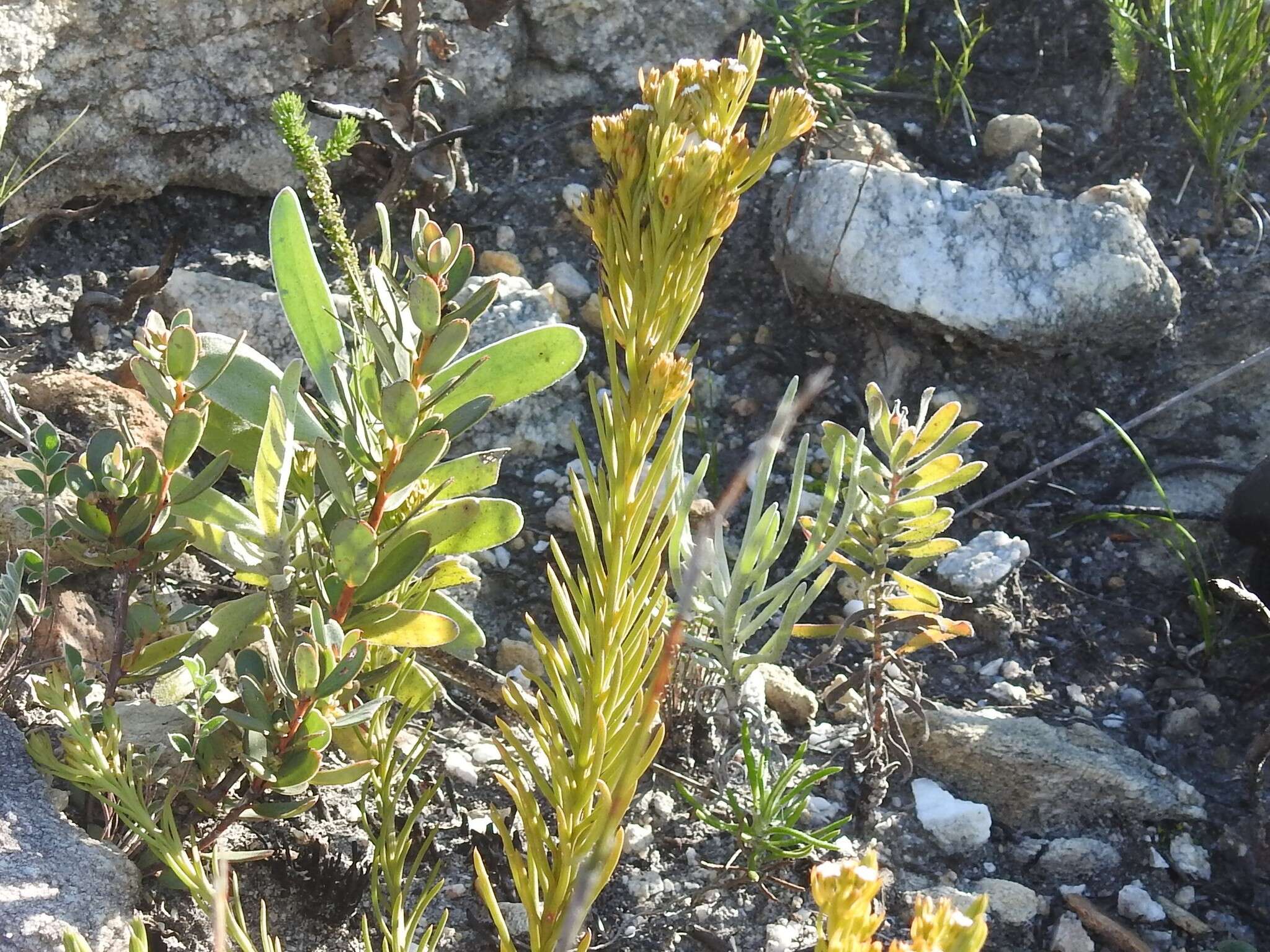 Image of Thesium carinatum A. DC.