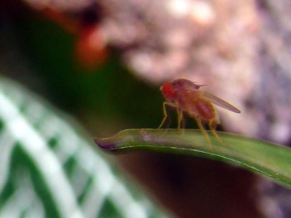 Image of fruit fly