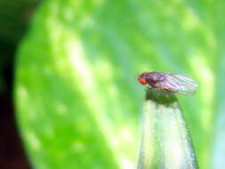 Image of Pomace fly