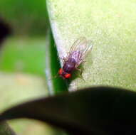 Image of Pomace fly