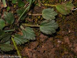 Image of Azorella crenata (Ruiz & Pav.) Pers.