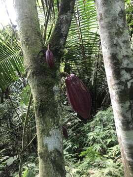 Imagem de Theobroma cacao L.