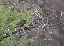 Image of Black-and-chestnut Warbling Finch