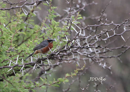 Image of Black-and-chestnut Warbling Finch