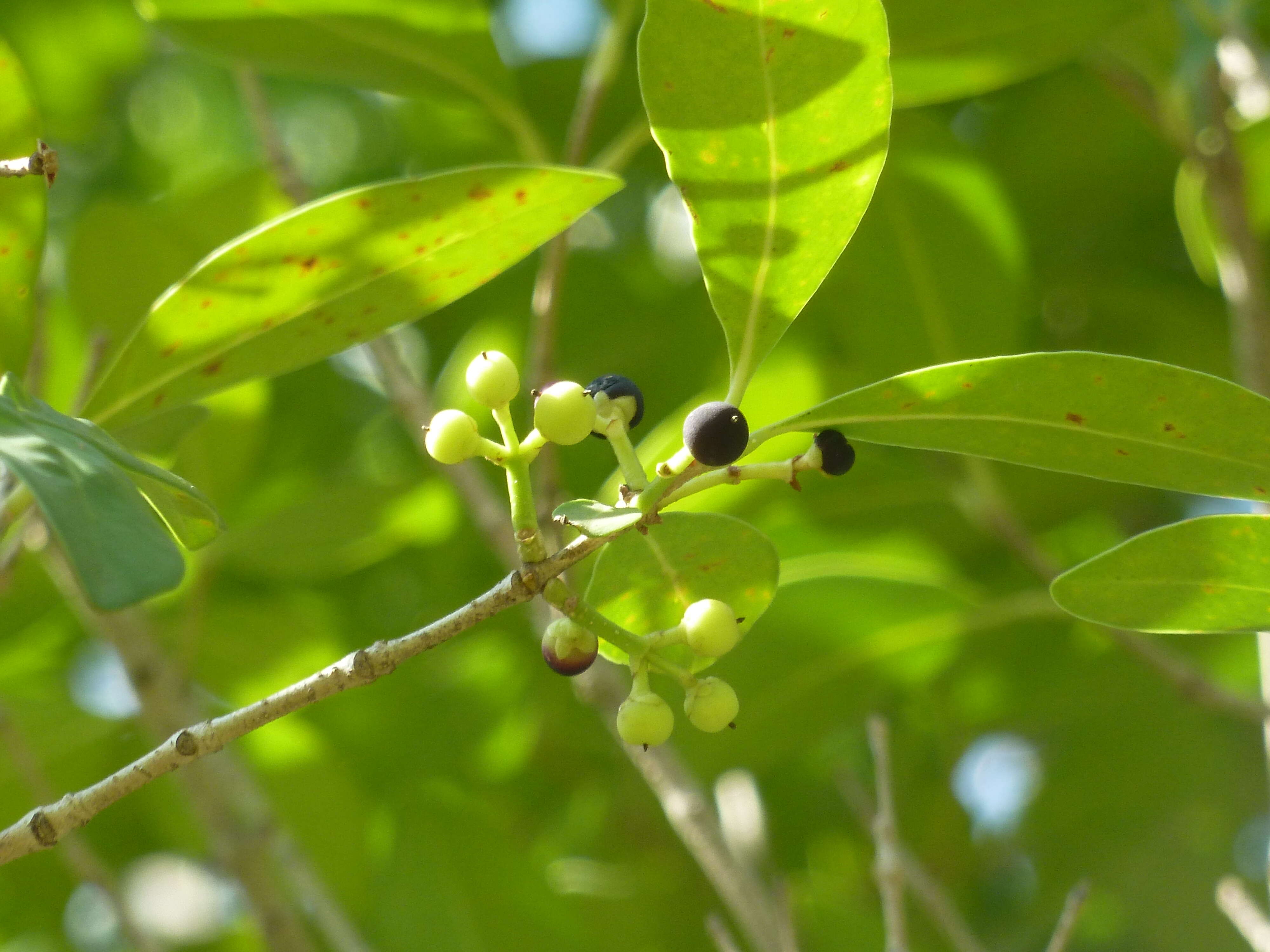 Image of Noronhia foveolata (E. Mey.) Hong-Wa & Besnard