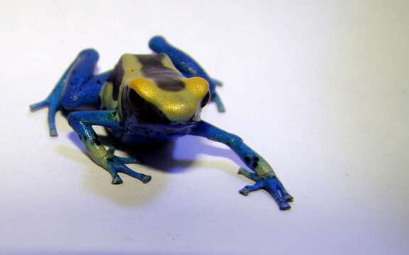 Image of Dyeing Poison Frog