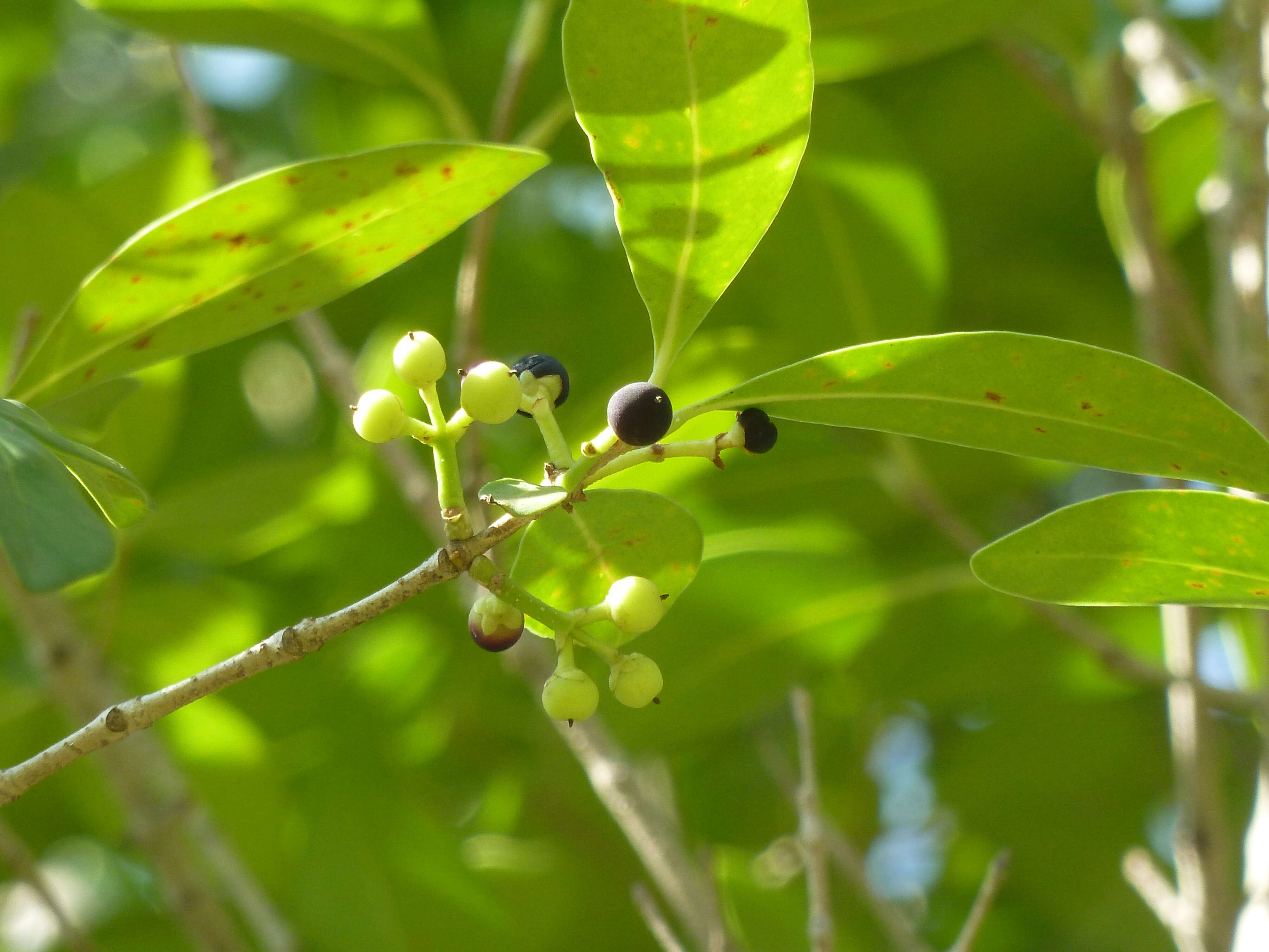 Image of Noronhia foveolata (E. Mey.) Hong-Wa & Besnard