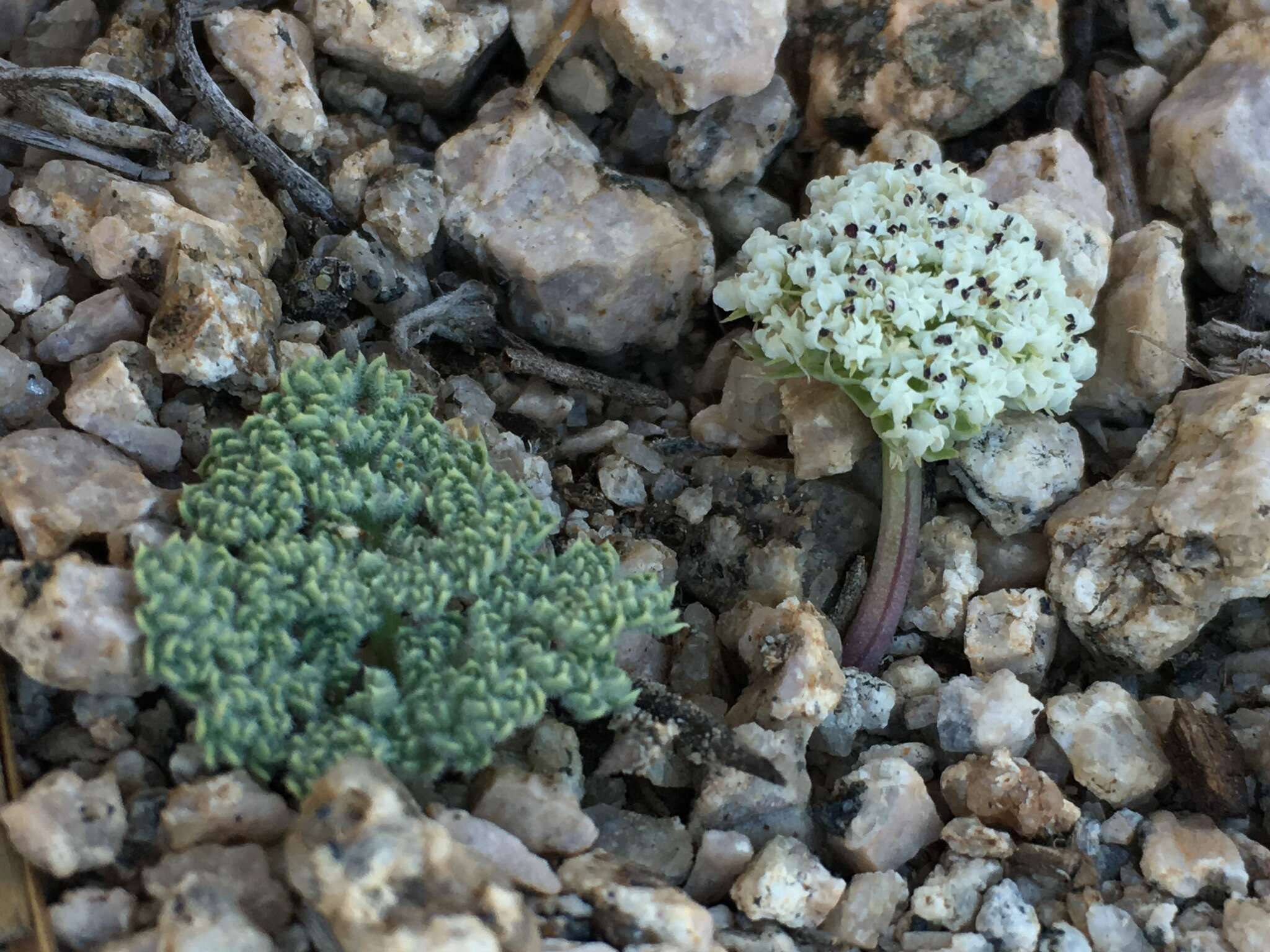 Image of pygmy mountainparsley