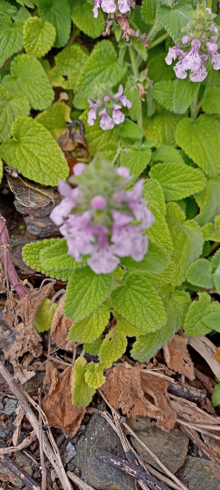 Imagem de Stachys grandidentata Lindl.