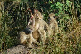 Image of Chacma Baboon