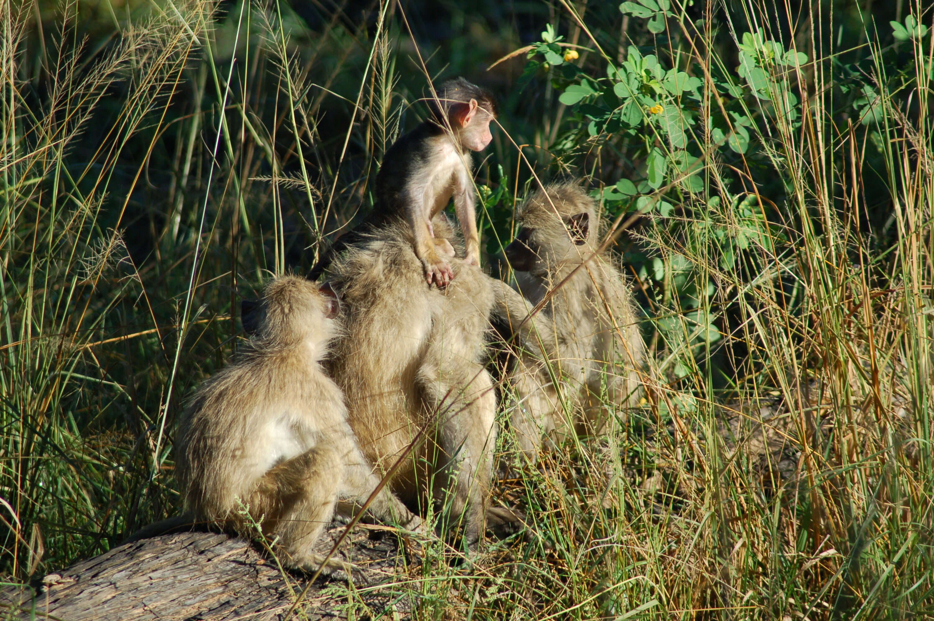 Image of Chacma Baboon