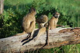 Image of Chacma Baboon