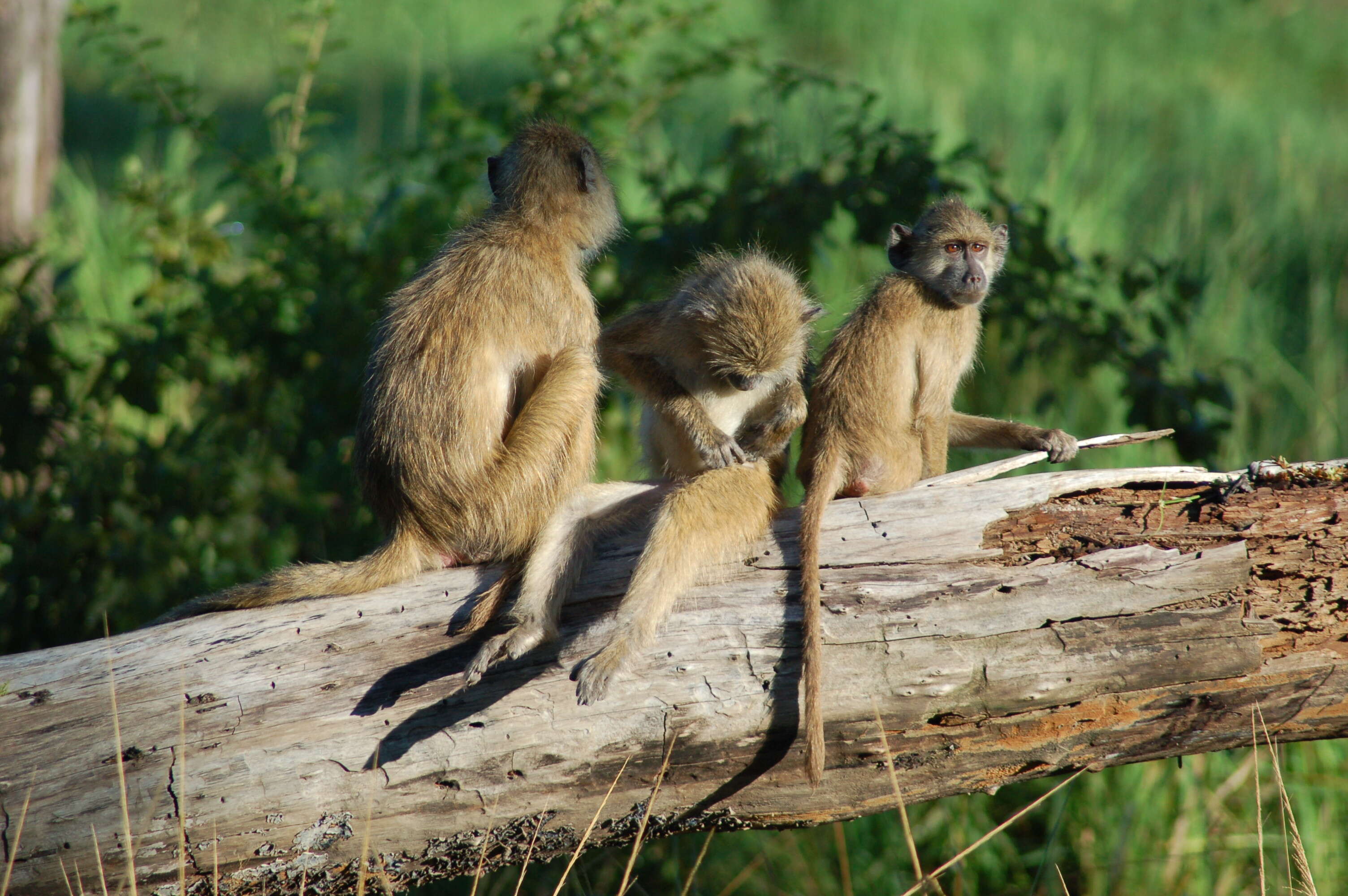 Image of Chacma Baboon