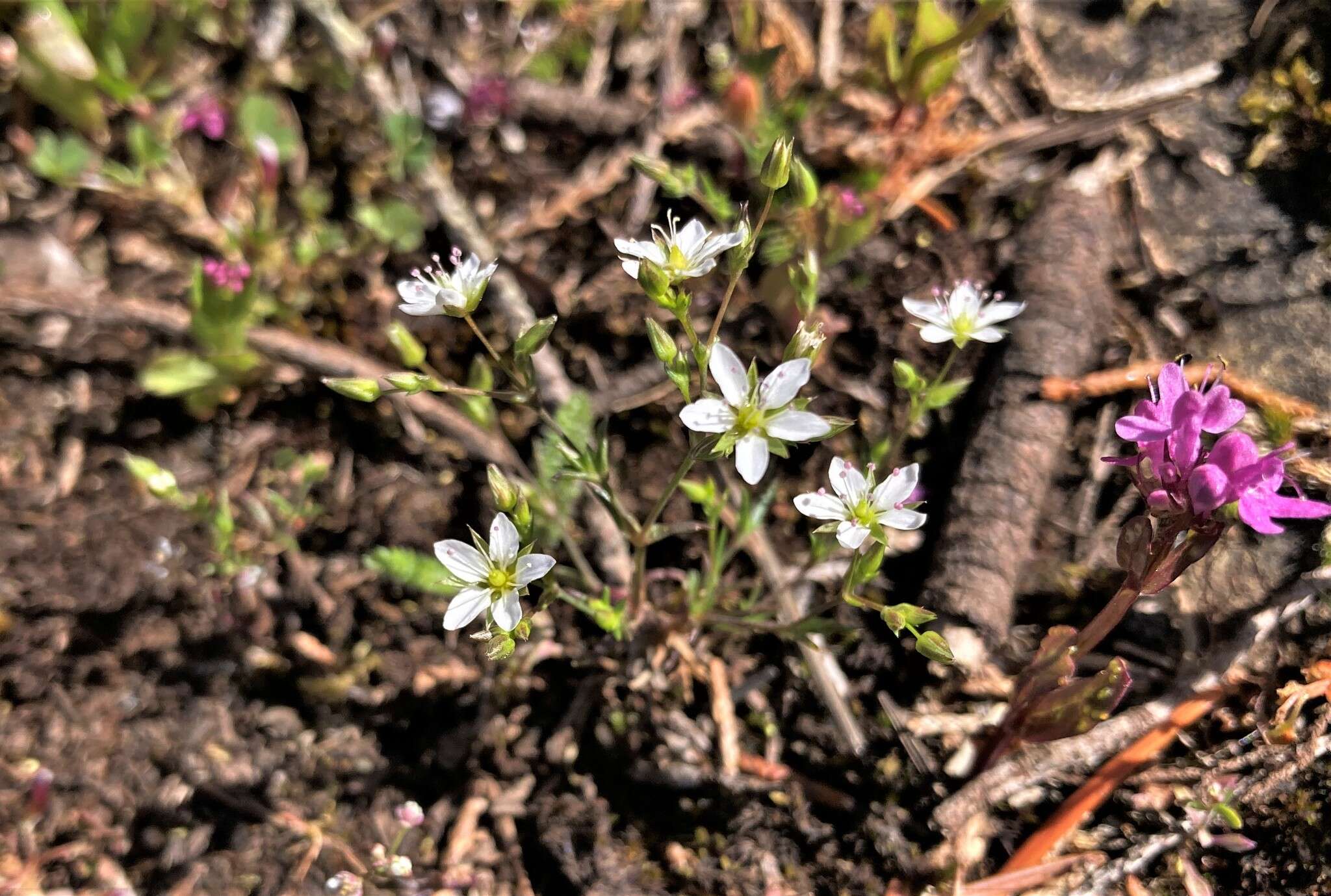 Image de Sabulina macra (A. Nelson & J. F. Macbr.) Dillenb. & Kadereit