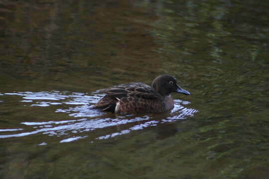 Image of Brown Teal