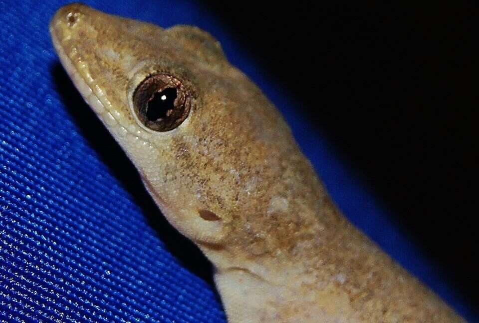 Image of Common House Gecko