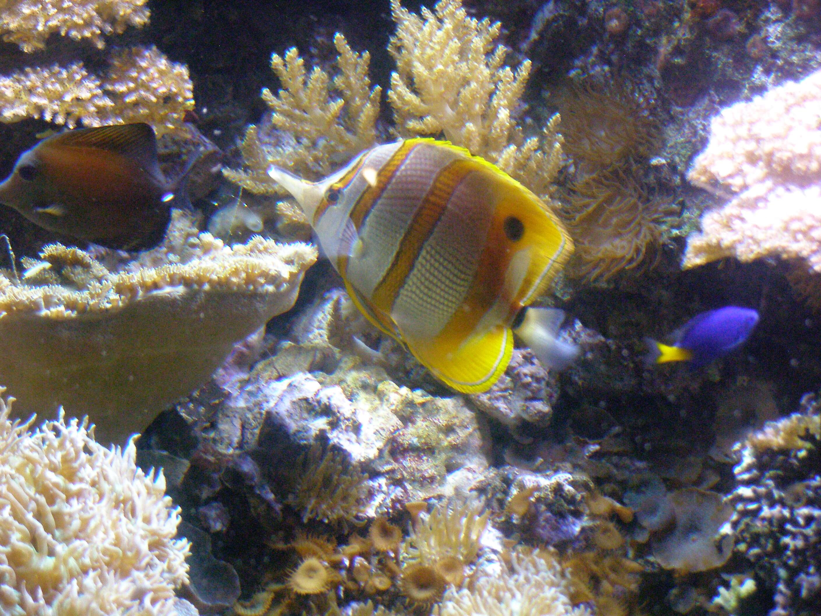 Image of Banded Longsnout Butterflyfish