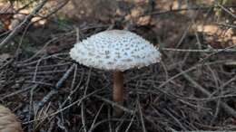 Слика од Leucoagaricus nympharum (Kalchbr.) Bon 1977