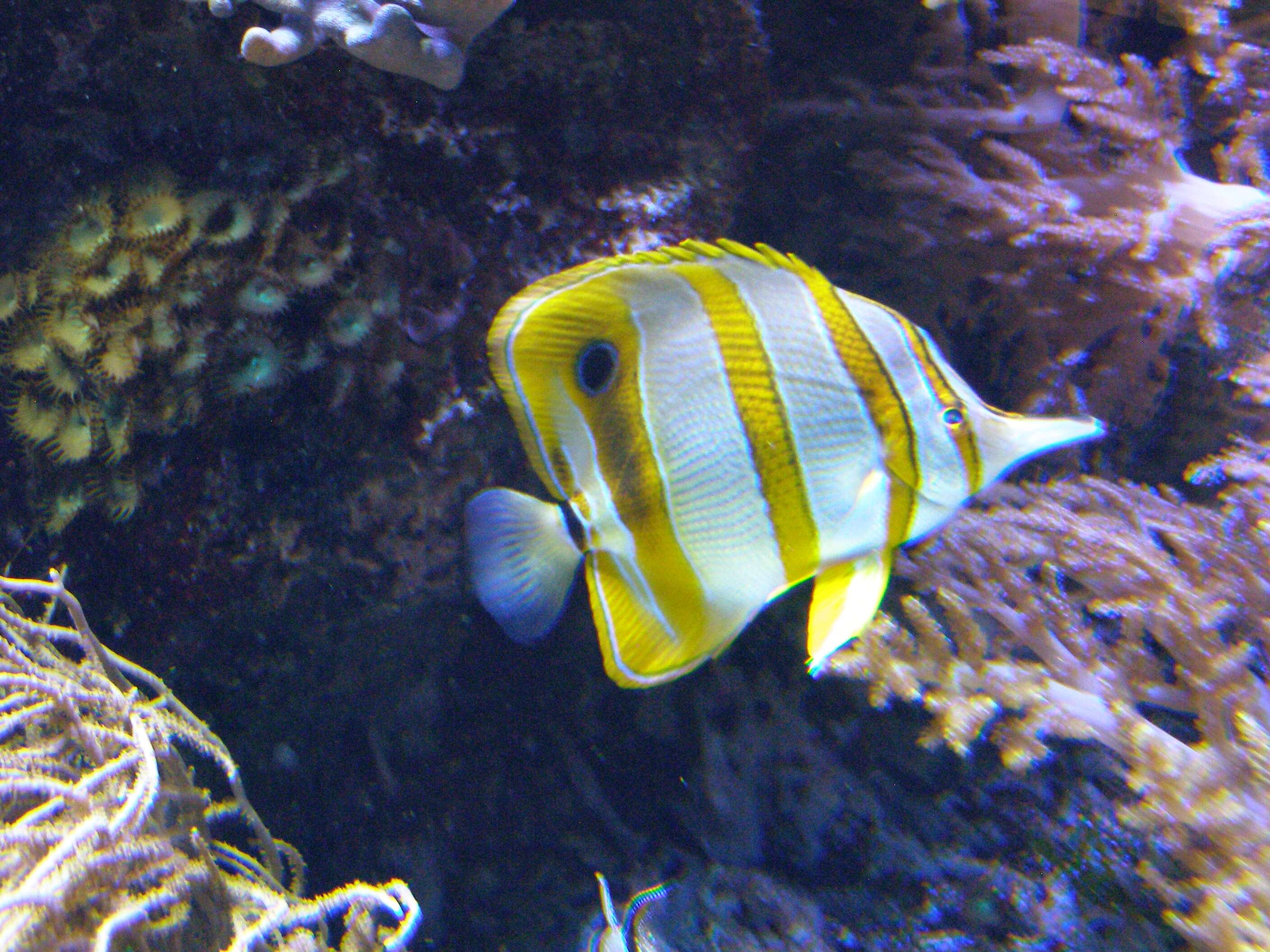 Image of Banded Longsnout Butterflyfish