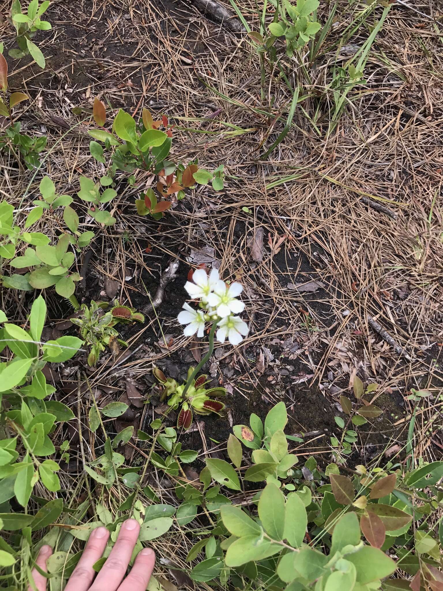 Image of Dionaea