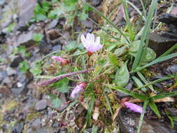 Claytonia sarmentosa C. A. Mey. resmi