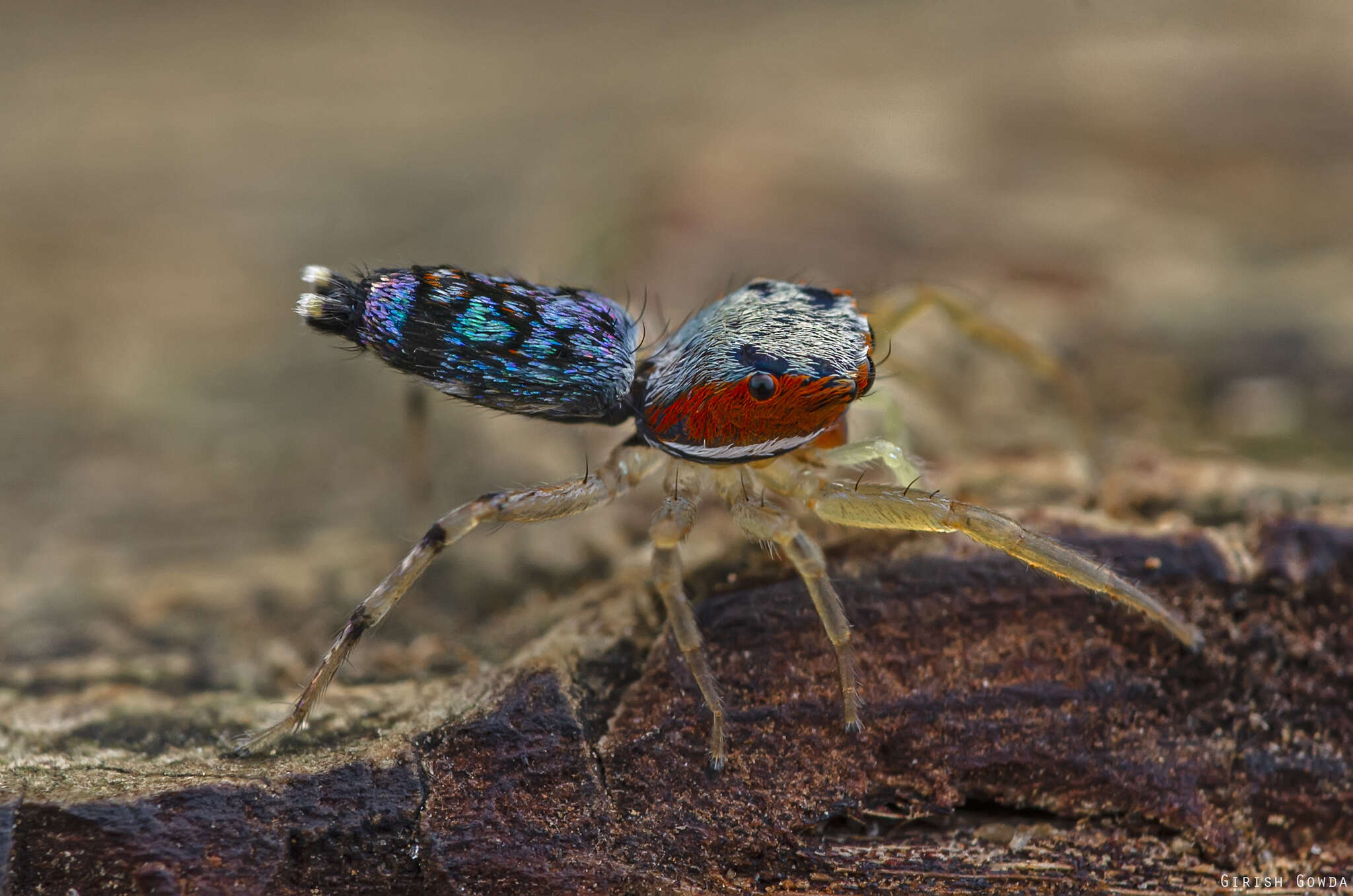 Image of Chrysilla volupe (Karsch 1879)