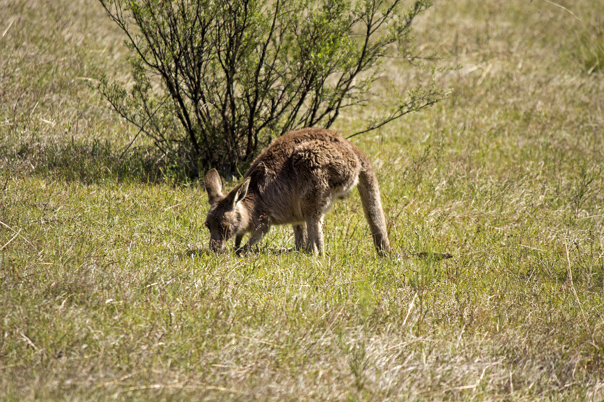 Image of kangaroo