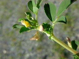 Image de Medicago muricoleptis Tineo