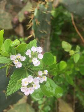 Image of velvet shrubverbena