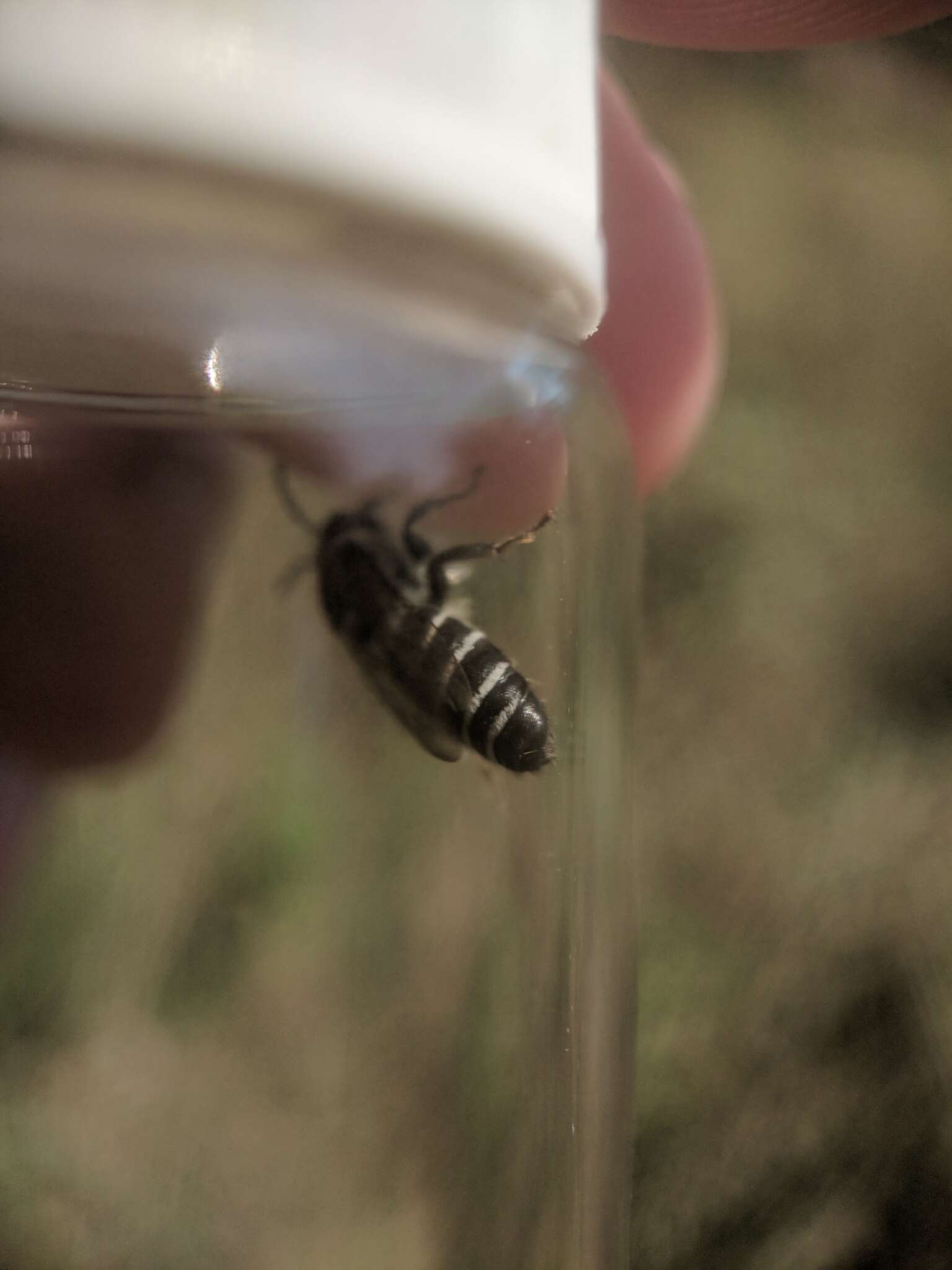 Image of Broad-footed Cellophane Bee