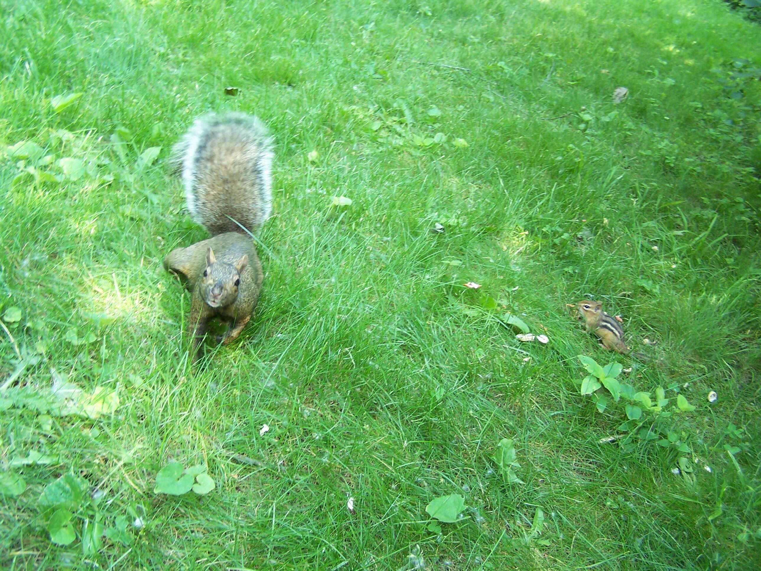 Image of Sciurus subgen. Sciurus Linnaeus 1758