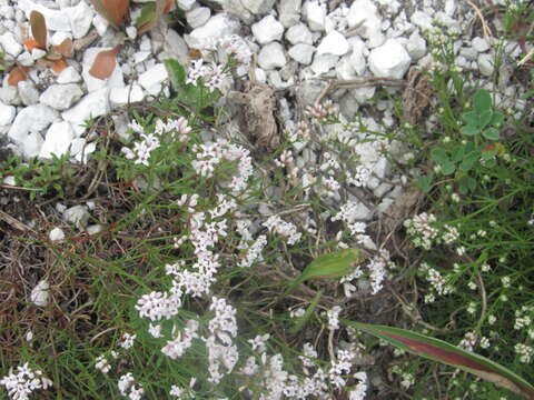 Image of Asperula tephrocarpa Czern. ex Popov & Chrshan.